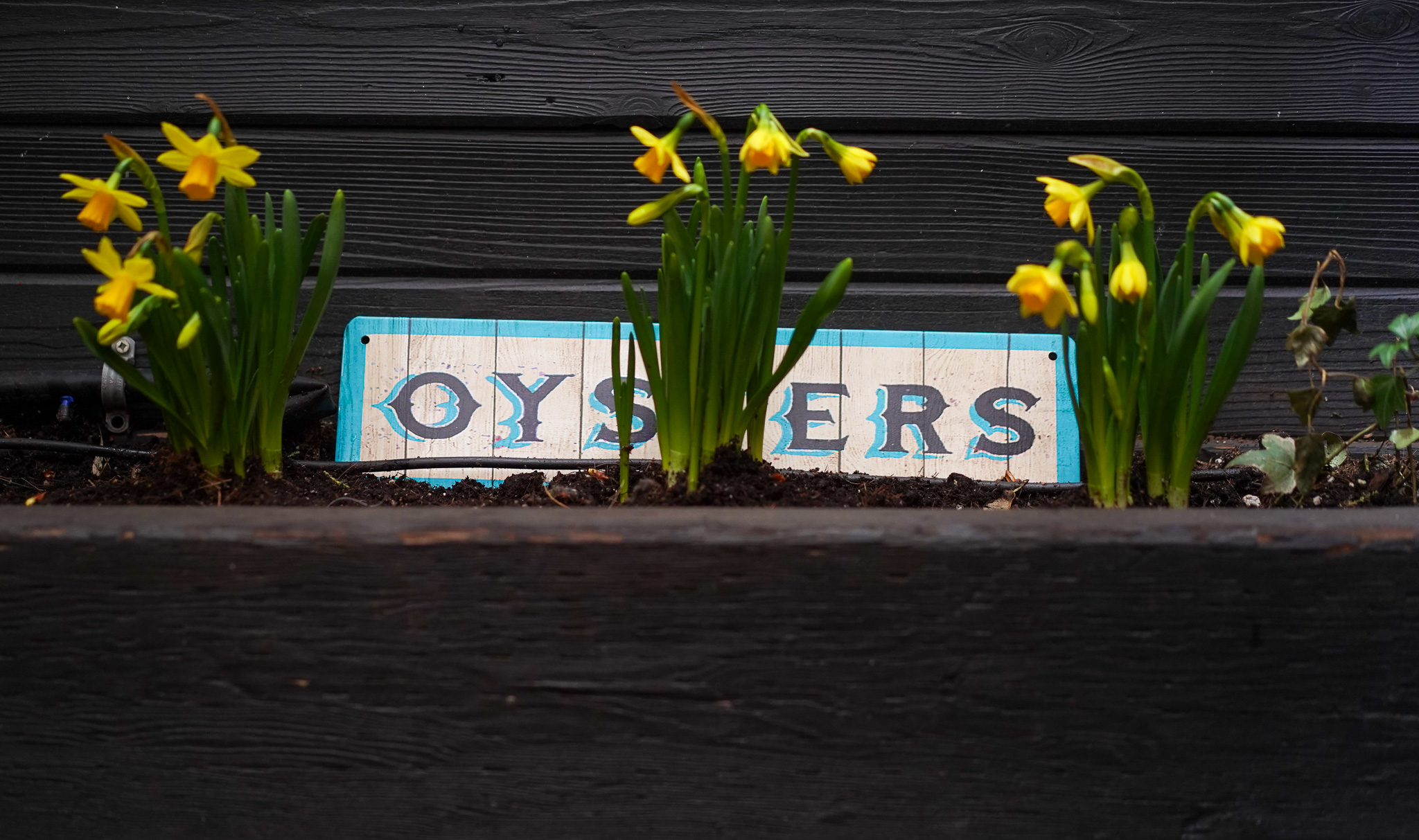 Hand-painted Oysters sign in the planters at Ferris' on Yates Street