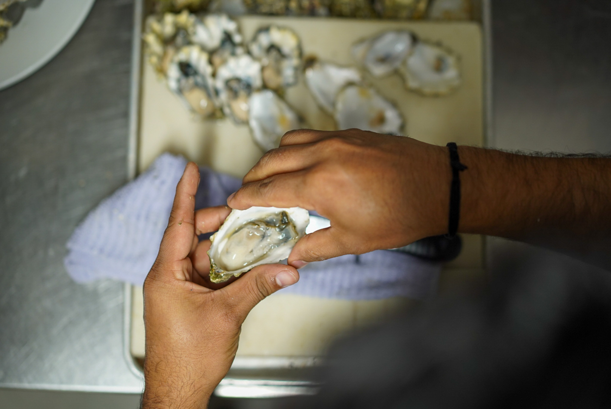 Shucking oysters